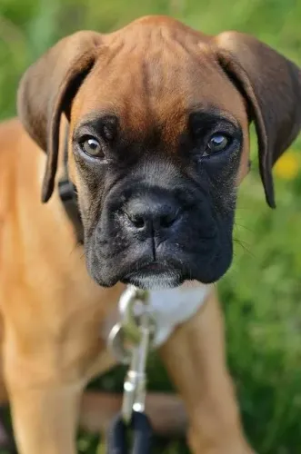 Boxer Um companheiro que percebe variações de humor