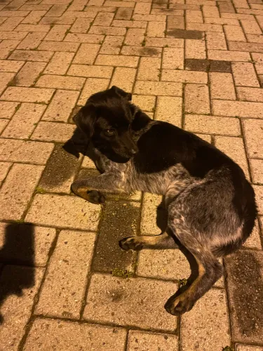 Cachorrinho adoção