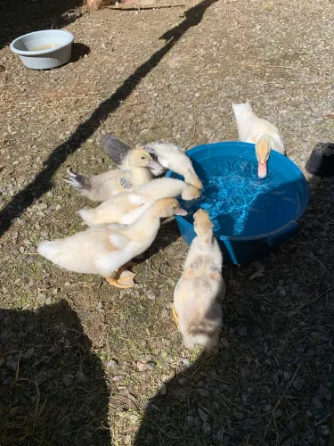 Filhote de pato