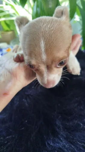 Chihuahua