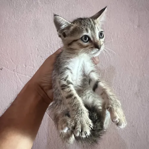 Gatos para doação