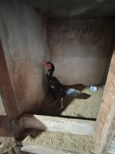 Galo indio puro