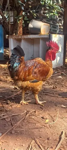 Galo de pescoço pelado 