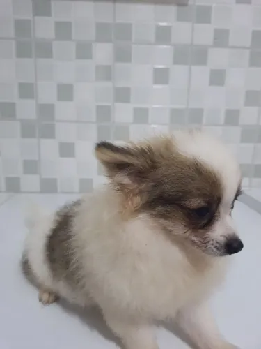 Spitz alemão machinho
