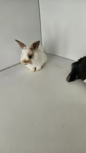 Coelho Mini e Anões 