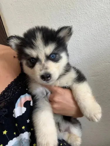 Husky siberiano Um presente especial para um amor especial