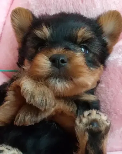 Filhote Yorkshire Terrier, Quem precisa de um despertador quando se tem um filhote!