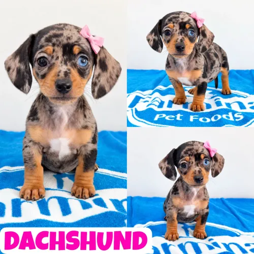 Linda Feminha de Dachshund Arlequim (Basset, Cofap, Teckel) aqui no Puppy Stop