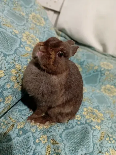 Netherland. Dwarf. fêmea