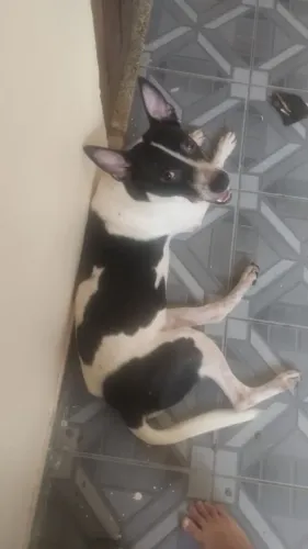 doa se esse cachorro 