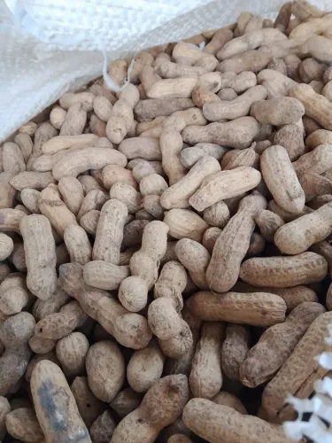 Saco de amendoim para planta