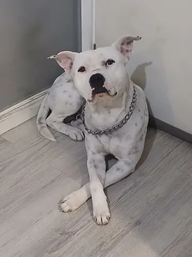 Doação American Pit Bull