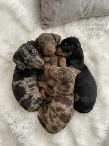 Basset dachshund filhotes prontos para entrega