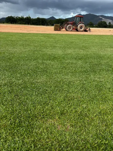 Grama para jardim sempre verde direto do produtor
