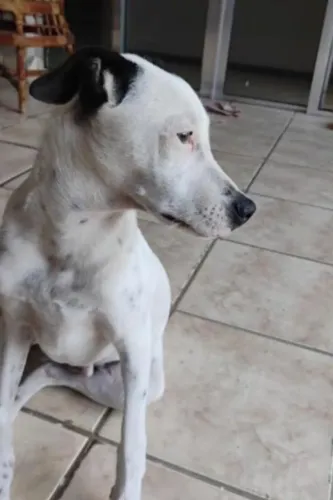 Cachorro para DOAÇÃO macho