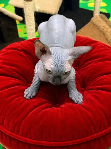 sphynx femeas