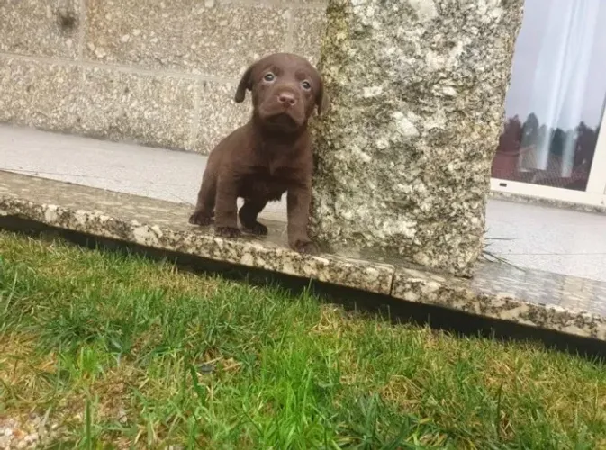Seu Labrador Retriever Pode Ser Seu Hoje ? Parcelamos em Até 12x no Cartão