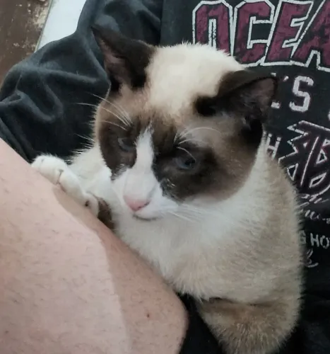 Doação de gato.
