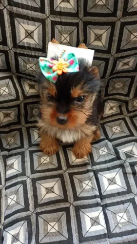 Que linda pimpolha