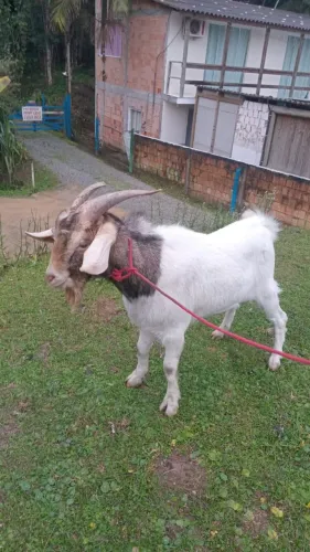Vendo bode