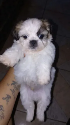 Lindo machinho disponível.