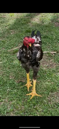 Galo