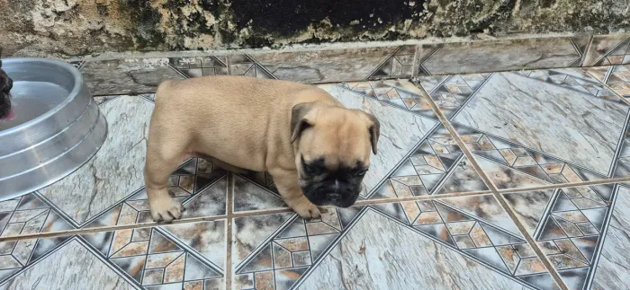 Filhotes buldogue francês