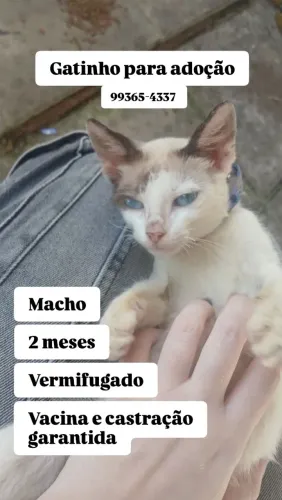 Gatinho para adoção