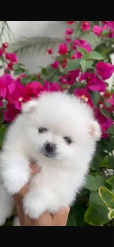 Lulu da pomerania