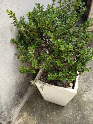 Estou doando algumas plantas devido mudança ,retirar no local