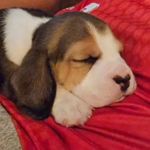 Filhotes de Beagle | Uma escolha para guardar no coração!