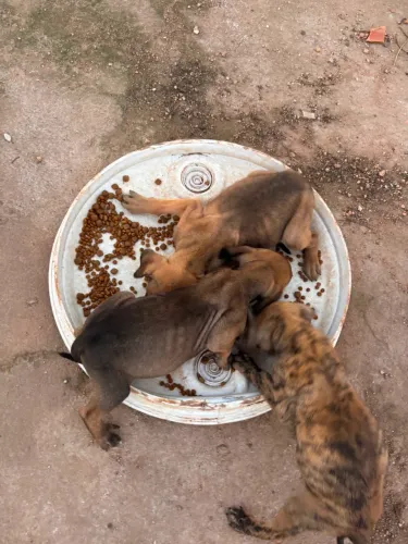 Filhotes de fila brasileiro