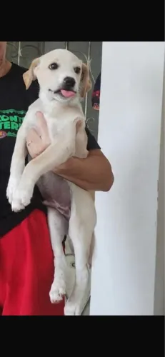 Adoção responsável