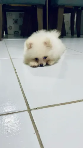 Lulu da pomerania