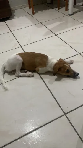 Cachorro filhote para adoção