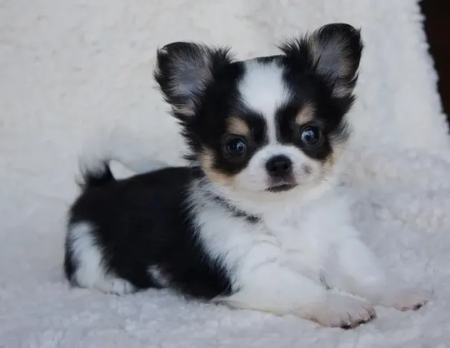 Filhote de Chihuahua - Lindíssimos fêmeas e machinhos