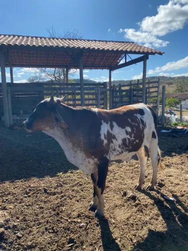 Venda de Bezerros e Novilhos (3 Animais)