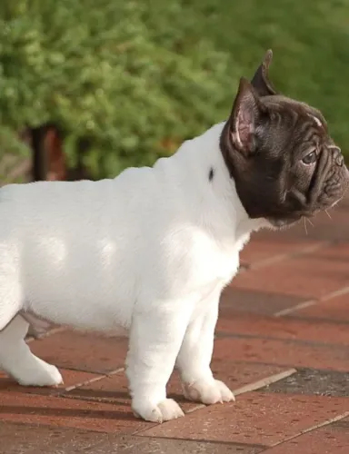  Bulldog Francês Baby - Prontinho Para Ser Mimado!