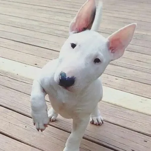 Bull Terrier Filhotes na Cor Branco