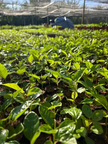 Mudas de plantas para produção rural