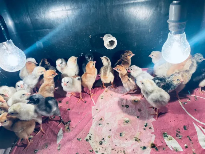  Pintinhos Caipiras - Diversas Cores