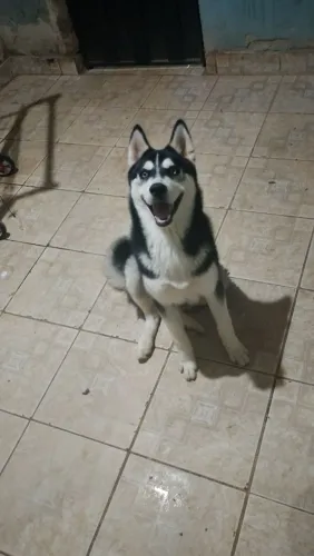 Lindo filhote de Husky Siberiano PRETO/BRANCO 