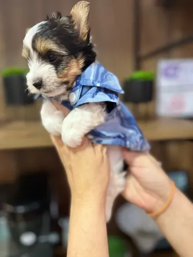 Biewer Yorkshire Terrier Anão - A fofura que faltava no seu lar!