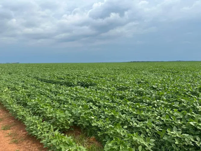Fazenda 2.400 hect em Tapurah MT. 1.800 planta. 1000 sacas na área plantio e 100 nas APP