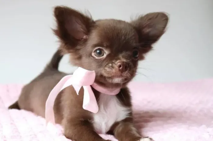 Chihuahua Fêmea Branca - Olhos Verdes e Personalidade Encantadora!