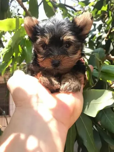 Yorkshire Terrier Charmoso e Fiel