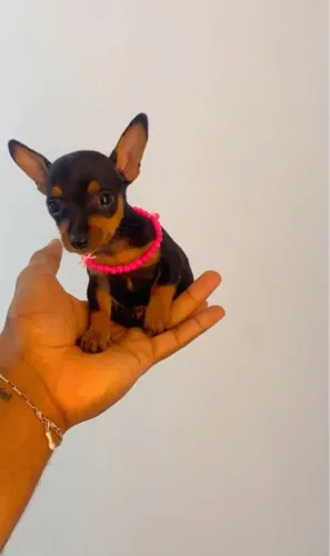 Pinscher com pedigree e contrato