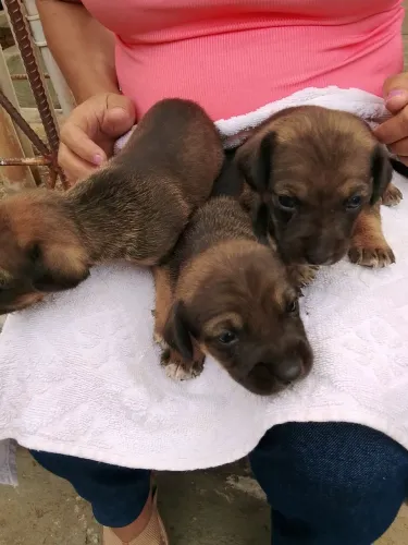 adota-se filhotinha de cachorra