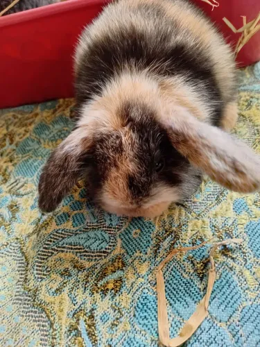 Mini lop filhotes