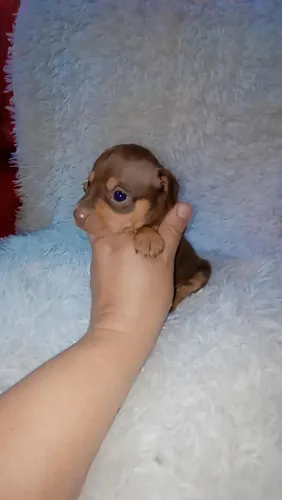 Pinscher zero chocolate ( Macho e fêmea)
